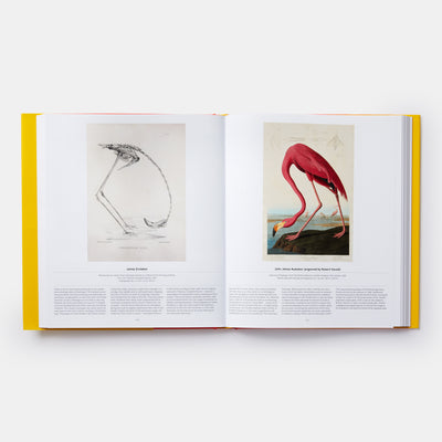 Bird: Exploring the Winged World