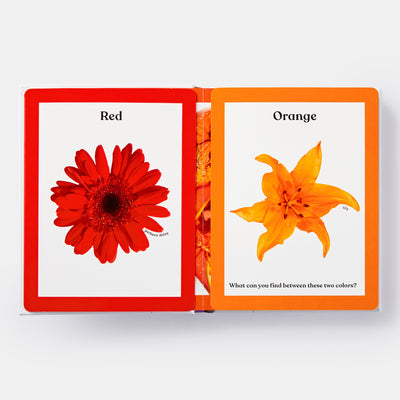 Rainbows in Bloom: Discovering Colors with Flowers