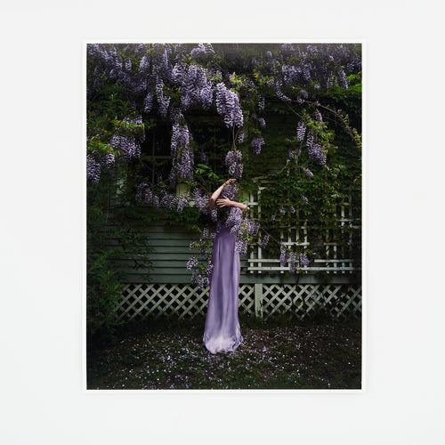 Wisteria (2025)