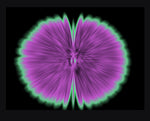 Butterfly Experiments