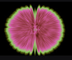 Butterfly Experiments