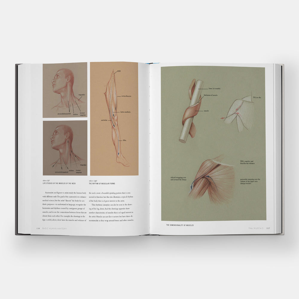Basic Human Anatomy: An Essential Visual Guide for Artists