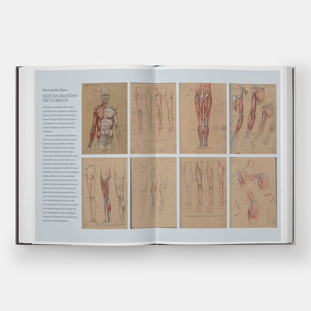 Basic Human Anatomy: An Essential Visual Guide for Artists