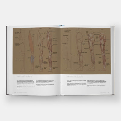 Basic Human Anatomy: An Essential Visual Guide for Artists