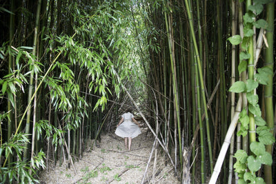 Bamboo Forest, Shelter Island