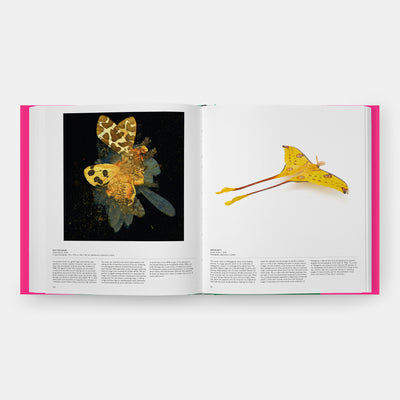 Butterfly: Exploring the World of Lepidoptera