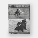 DogDogs