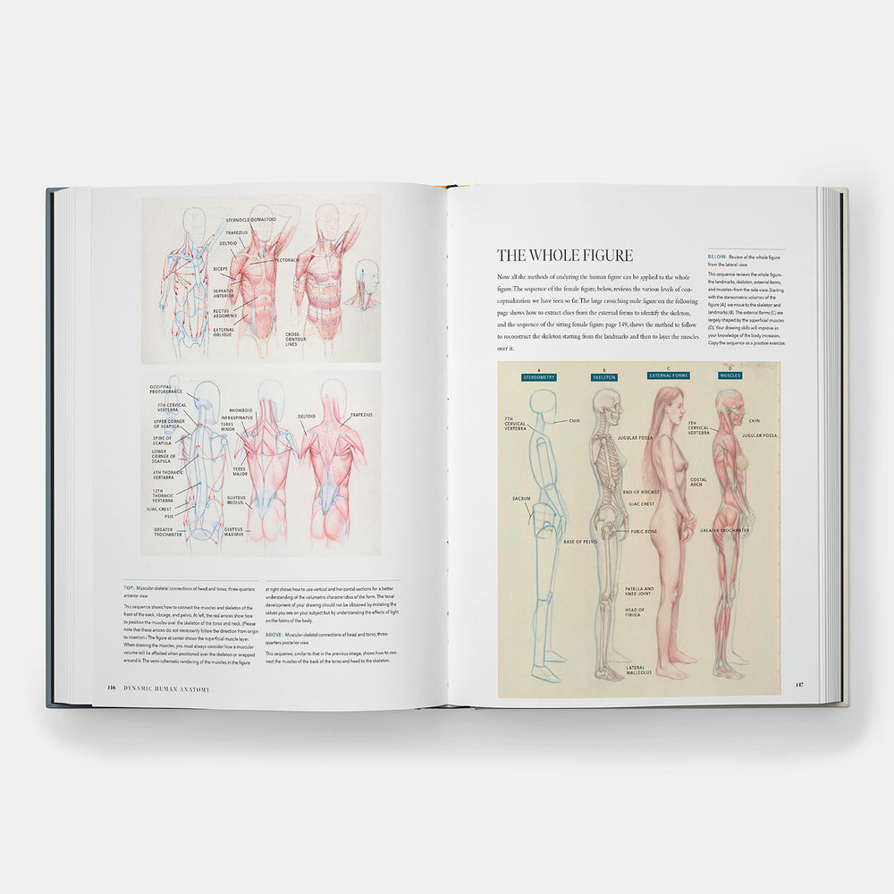 Dynamic Human Anatomy