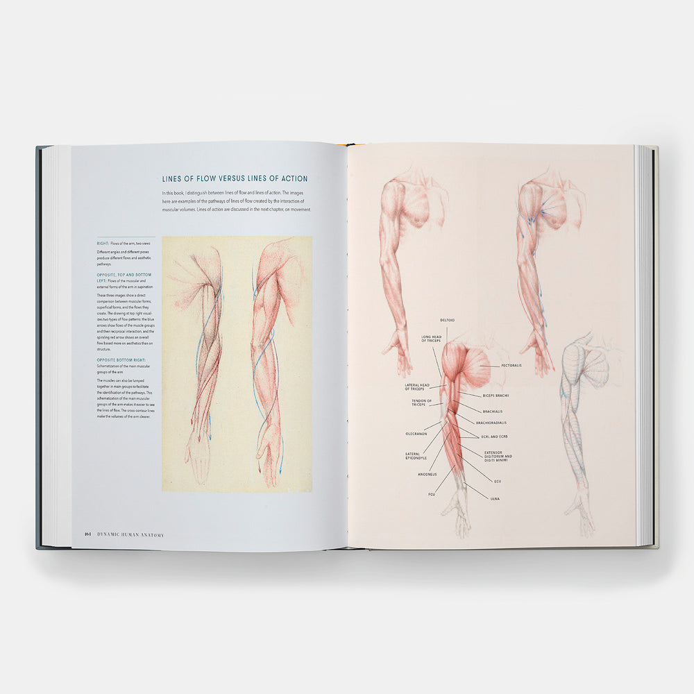 Dynamic Human Anatomy: An Artist's Guide to Structure, Gesture, and the Figure in Motion