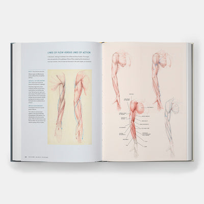 Dynamic Human Anatomy