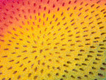 Rainbow Orb 2