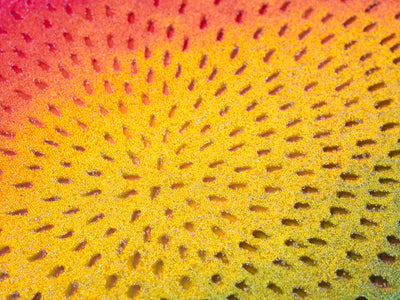 Rainbow Orb 2
