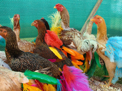 Gala Chickens
