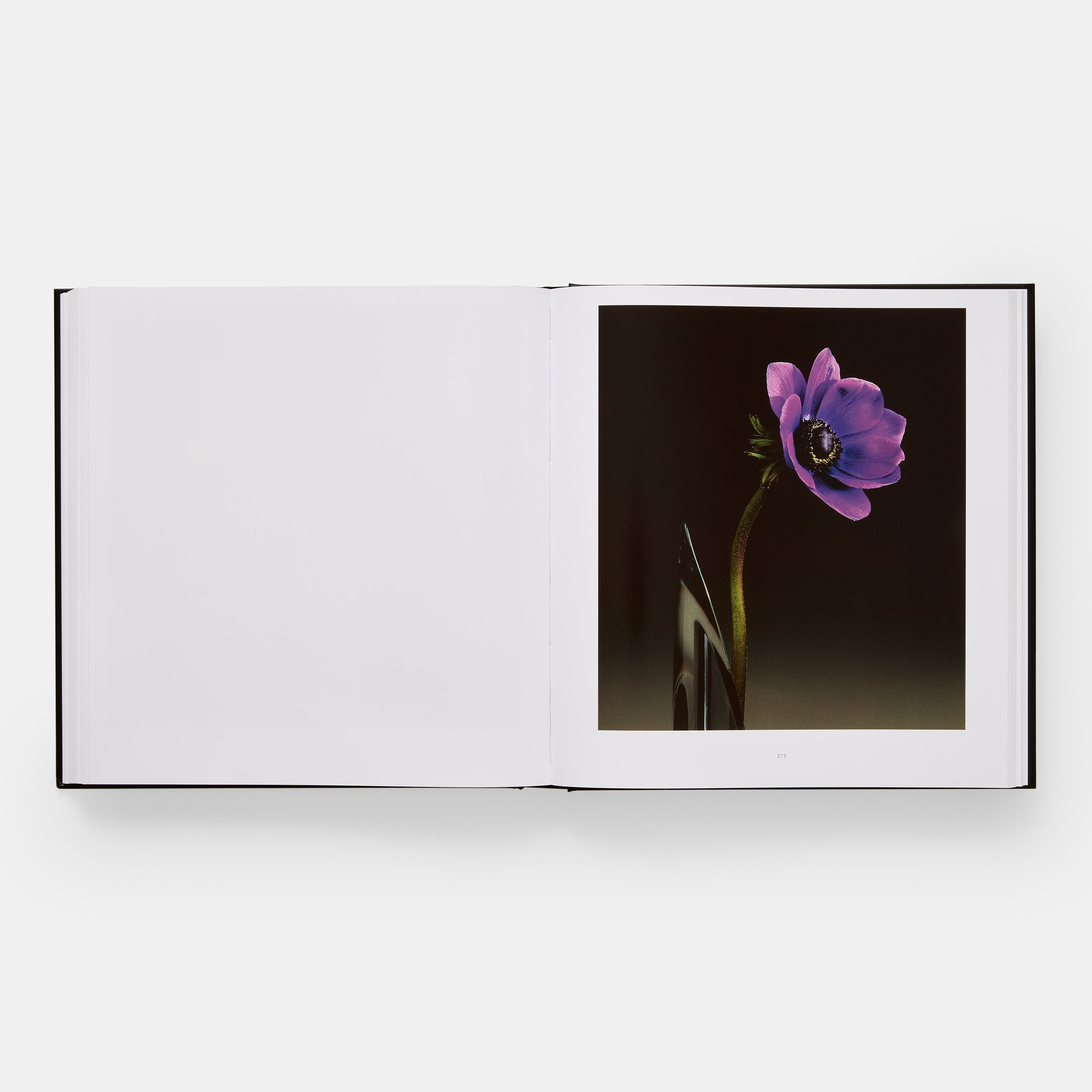 Mapplethorpe Flora: The Complete Flowers | Standard Edition