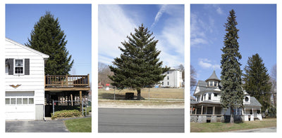 Untitled (from Every Tree in Town), Set of 3