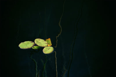 Okavango Delta Lilies 1