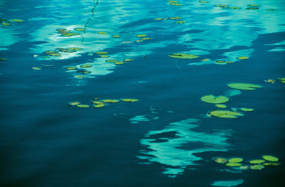 Okavango Delta Lilies 2