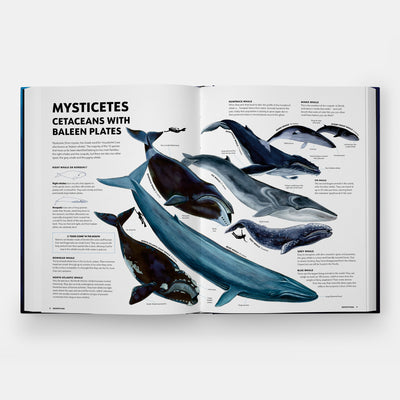 Mysteries of Marine Mammals: An Illustrated Guide to Whales, Dolphins, and Porpoises