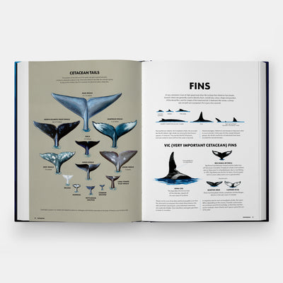 Mysteries of Marine Mammals: An Illustrated Guide to Whales, Dolphins, and Porpoises