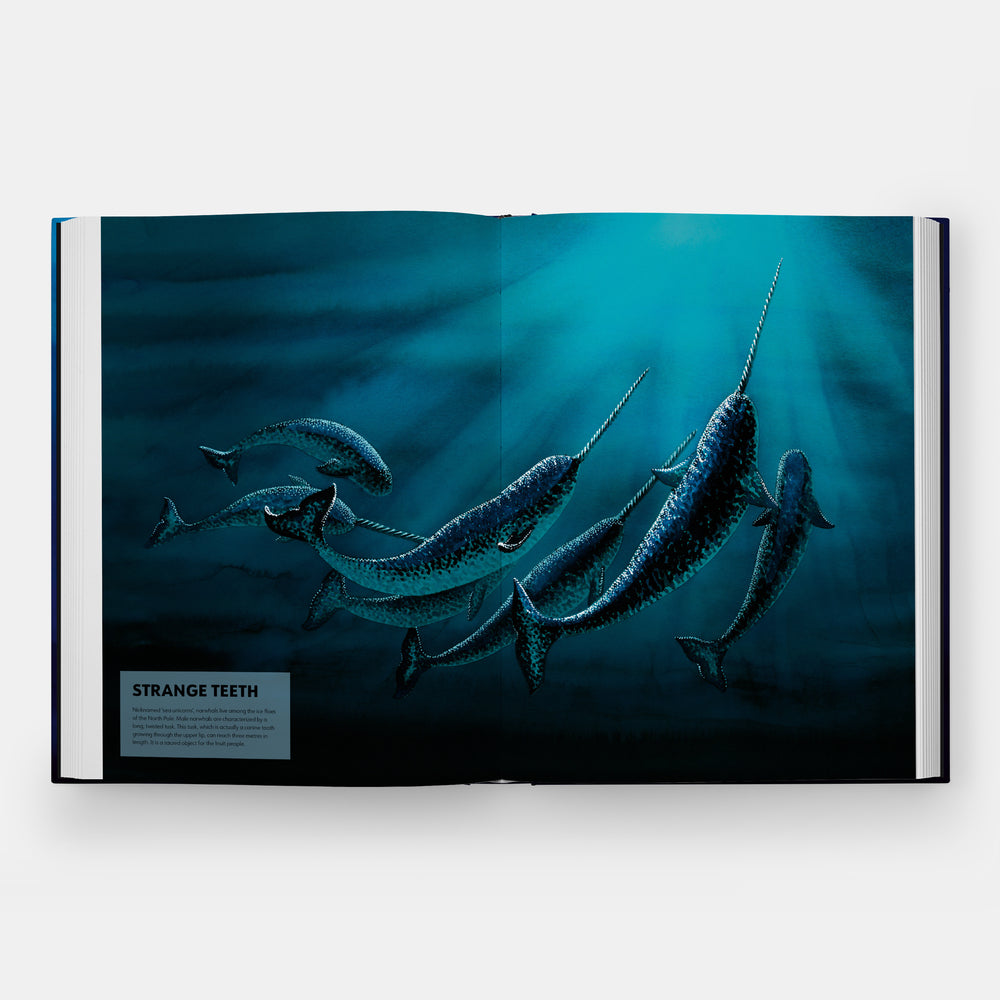 Mysteries of Marine Mammals: An Illustrated Guide to Whales, Dolphins, and Porpoises