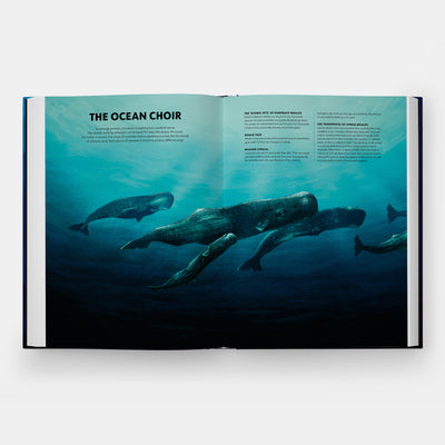 Mysteries of Marine Mammals: An Illustrated Guide to Whales, Dolphins, and Porpoises