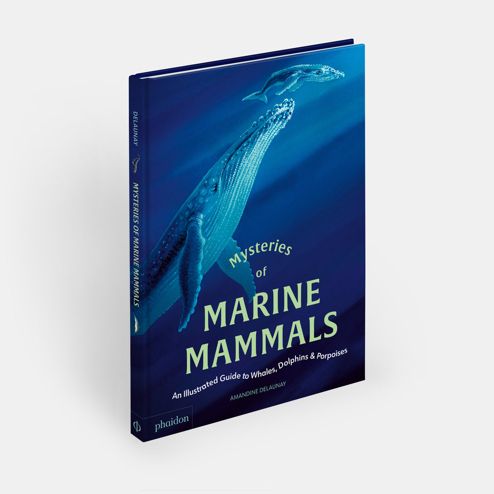 Mysteries of Marine Mammals: An Illustrated Guide to Whales, Dolphins, and Porpoises