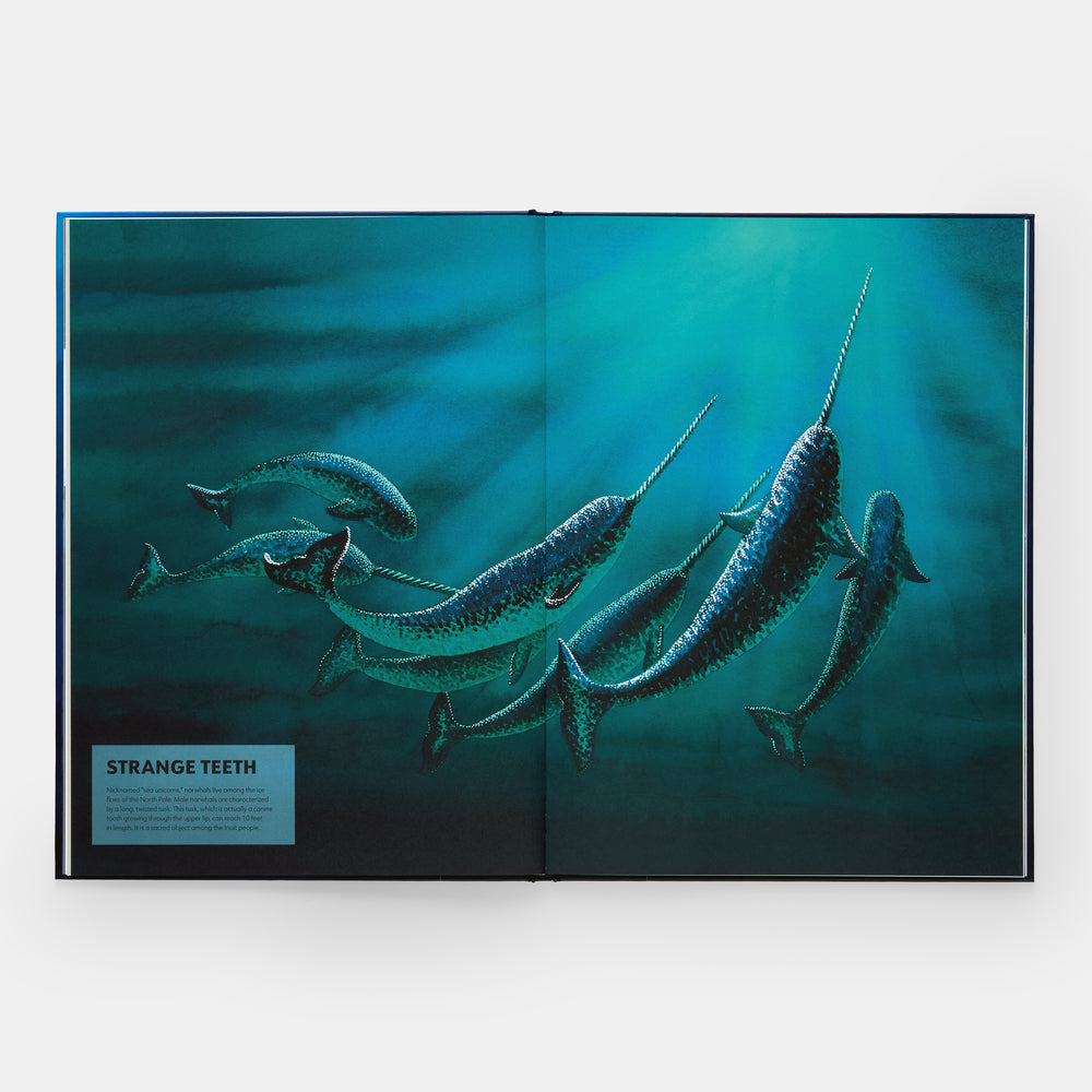 Mysteries of Marine Mammals: An Illustrated Guide to Whales, Dolphins, and Porpoises
