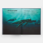 Mysteries of Marine Mammals: An Illustrated Guide to Whales, Dolphins, and Porpoises