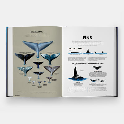 Mysteries of Marine Mammals: An Illustrated Guide to Whales, Dolphins, and Porpoises