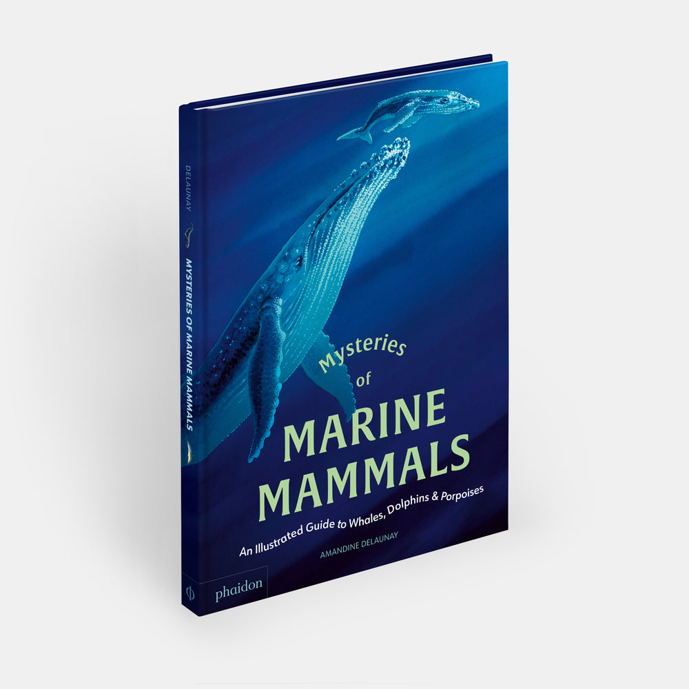Mysteries of Marine Mammals: An Illustrated Guide to Whales, Dolphins, and Porpoises