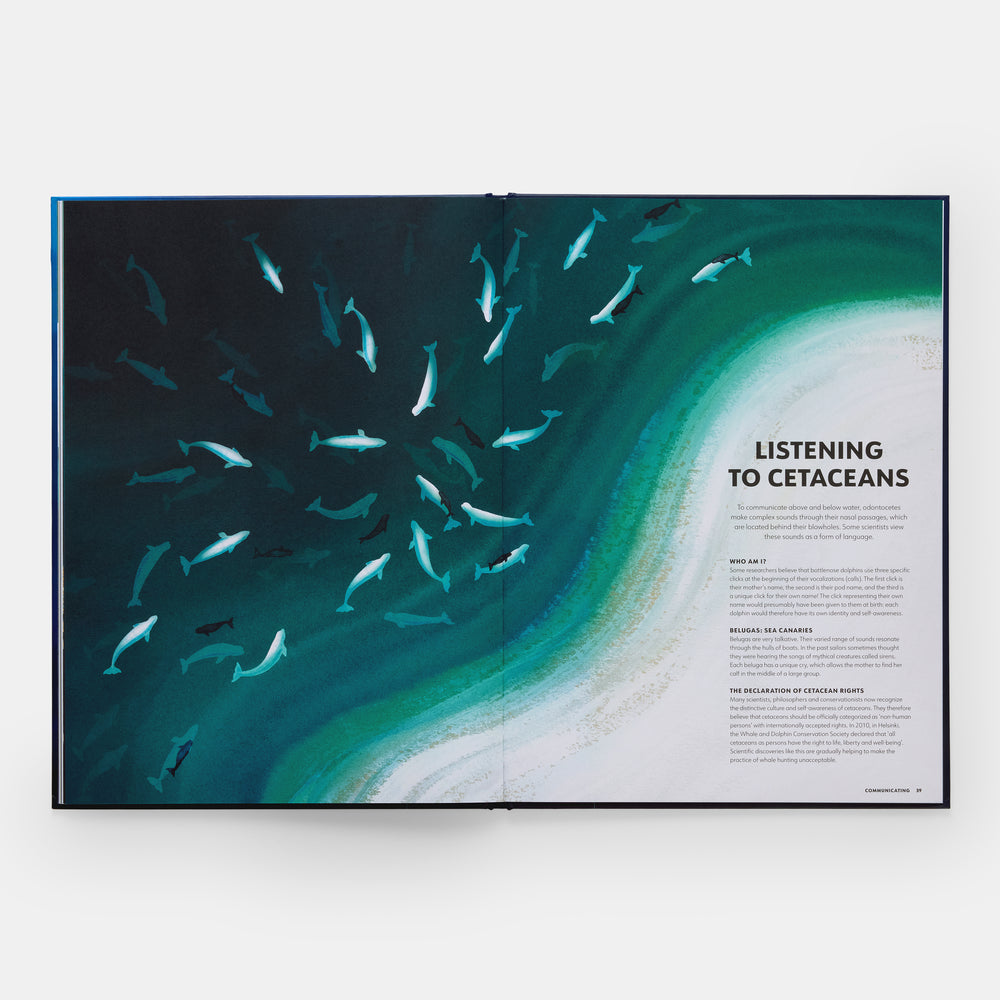 Mysteries of Marine Mammals: An Illustrated Guide to Whales, Dolphins, and Porpoises