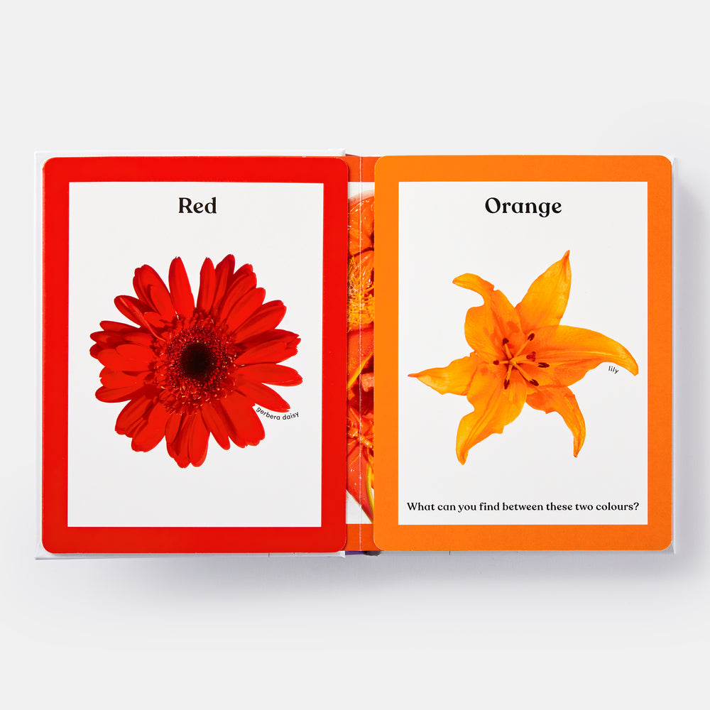 Rainbows in Bloom: Discovering Colours with Flowers