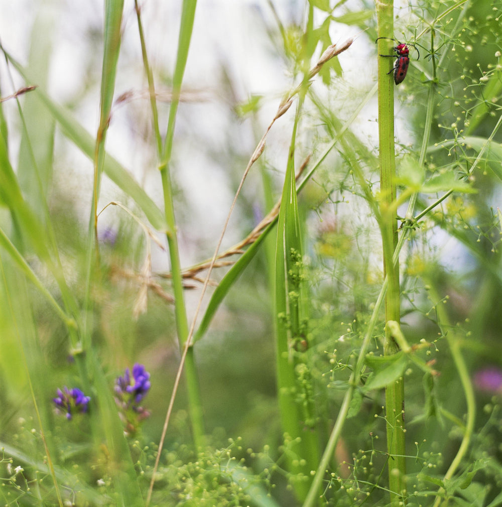 Double Spiraling Helix
