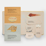 Shells... and what they hide inside: A Lift-the-Flap Adventure