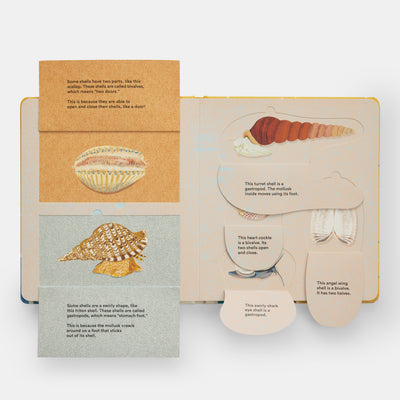 Shells... and what they hide inside: A Lift-the-Flap Adventure