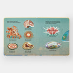 Shells... and what they hide inside: A Lift-the-Flap Adventure