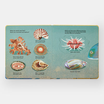 Shells... and what they hide inside: A Lift-the-Flap Adventure