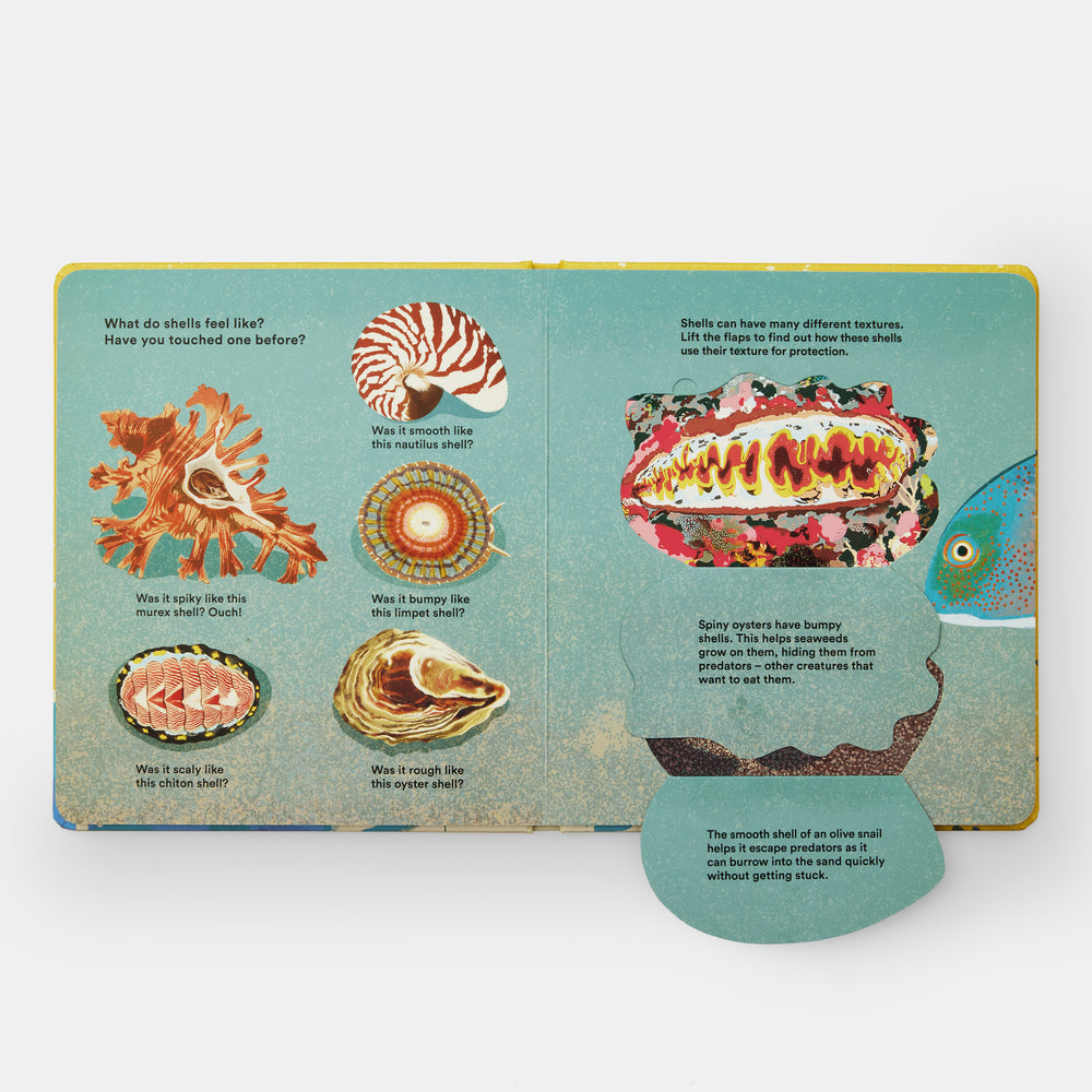 Shells... and what they hide inside: A Lift-the-Flap Adventure