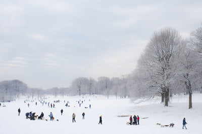 Prospect Park 02.11.2010