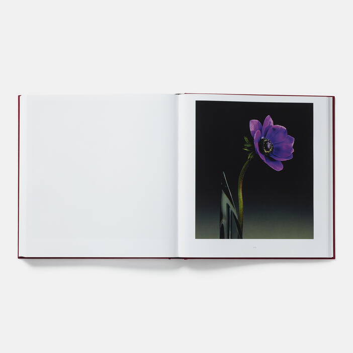 Mapplethorpe Flora