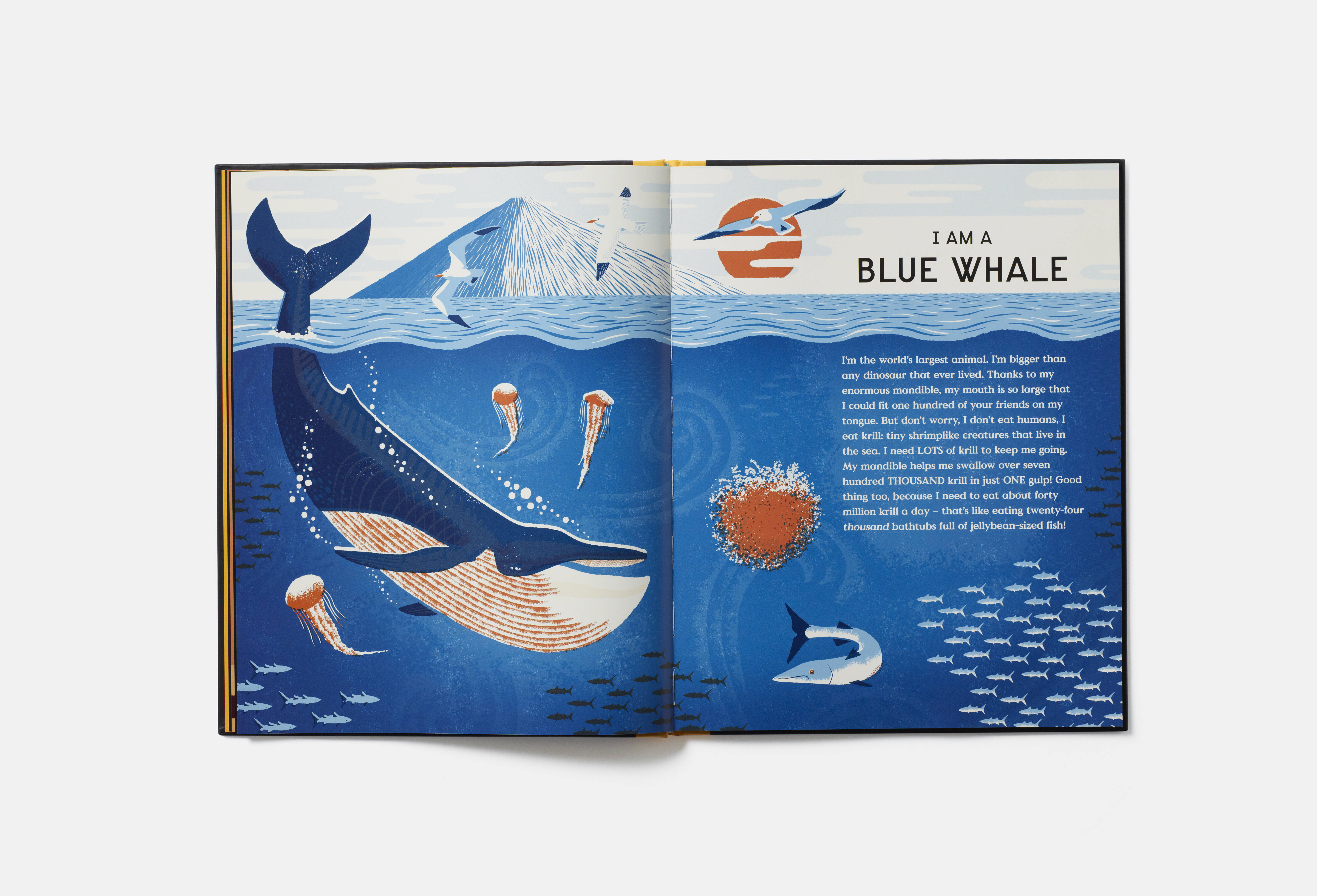 Meet the Phaidon Kids illustrator - Sam Brewster