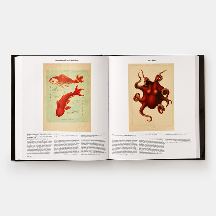 Animal: Exploring the Zoological World