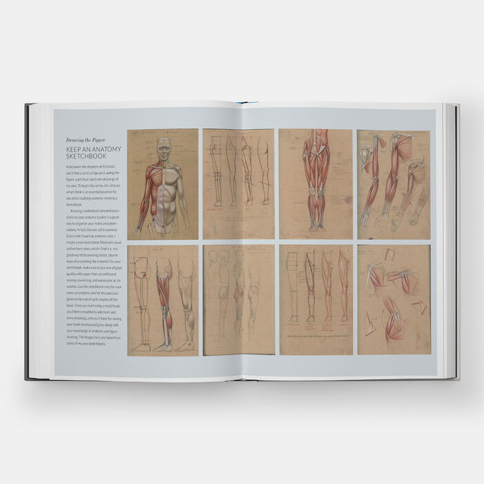 Basic Human Anatomy