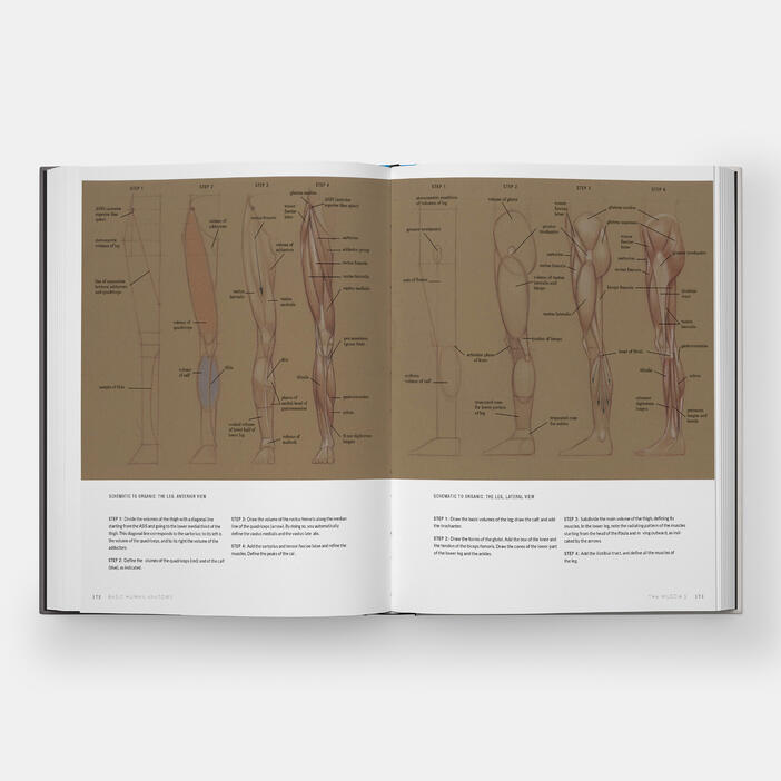 Basic Human Anatomy