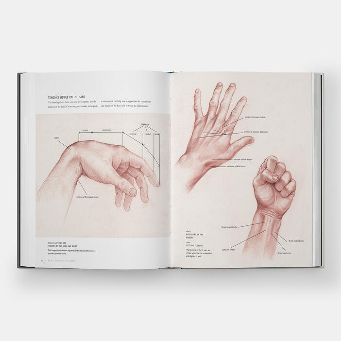Basic Human Anatomy