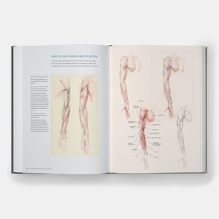 Dynamic Human Anatomy: An Artist's Guide to Structure, Gesture, and the Figure in Motion