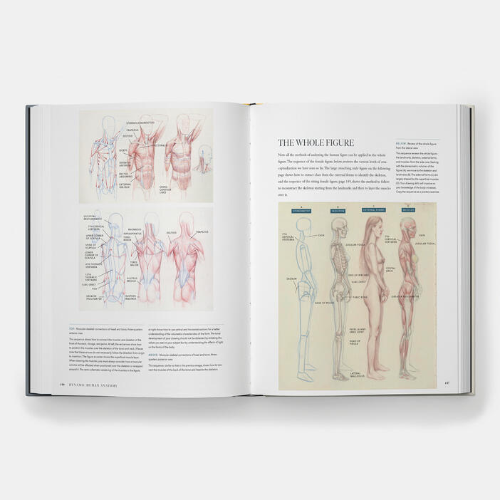 Dynamic Human Anatomy: An Artist's Guide to Structure, Gesture, and the Figure in Motion