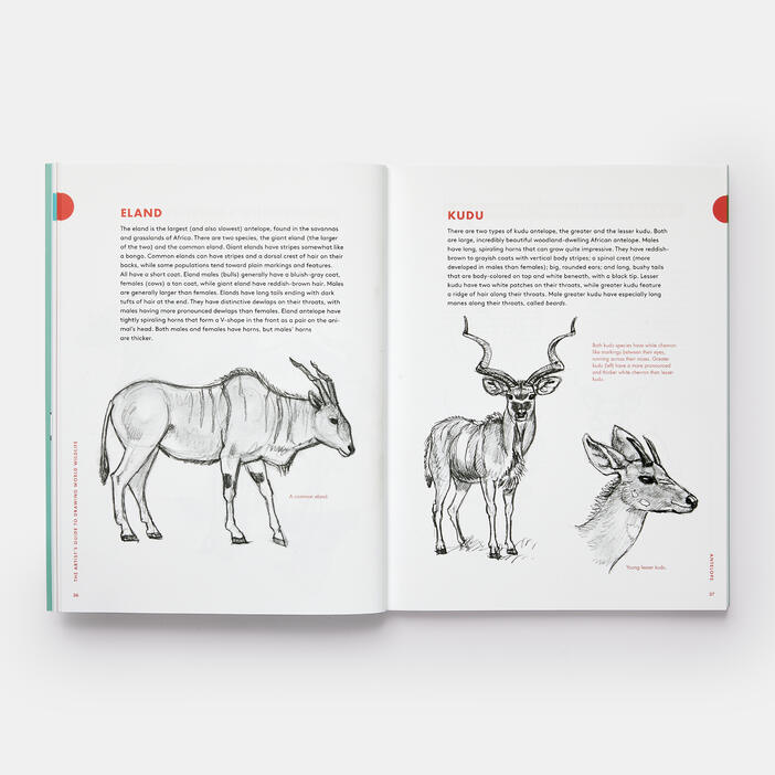 Artist's Guide to Drawing World Wildlife: Essential Step-by-Step Lessons  for Beginners, Art Techniques, Crafts and Hobbies, Store