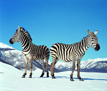 Paola Pivi, Untilted (zebras), 2003; photographic print mounted on aluminium, 340 x 428 cm. photograph by Hugo Glendinning. Courtesy MASSIMODECARLO