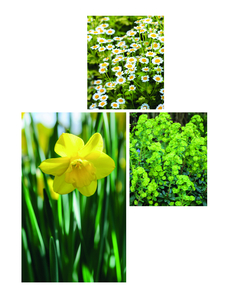 Signs of Spring. 1 (left) Narcissus ‘Quail’ 2 (right) Euphorbia amygdaloides var. robbiae (Mrs Robb’s bonnet) 3 (top) Tanacetum parthenium ‘Aureum’ (Golden feverfew). Page 35. Picture credits: © Jason Ingram (1) GAP Photos: Martin Hughes-Jones (2) © Claire Takacs